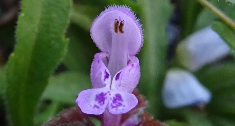 Lamium purpureum / Falsa ortica purpurea